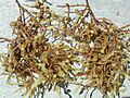 Sargassum weeds closeup