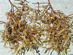 Archivo:Sargassum weeds closeup