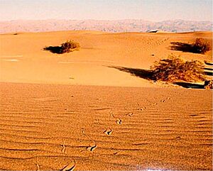 Archivo:Sidewinder death valley