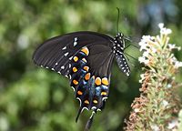 Spicebush Swallowtail (20304827146)