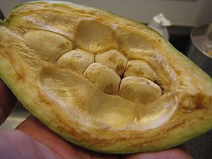 Archivo:Starr-091220-0721-Pachira aquatica-fruit in half with seeds-Haiku-Maui (24966184806)