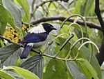 Archivo:Stilpnia cyanoptera - Black-headed Tanager - male (cropped)