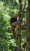 Tamandua anteater Costa Rica
