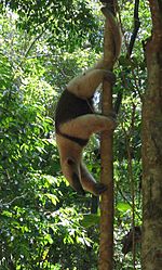 Archivo:Tamandua anteater Costa Rica