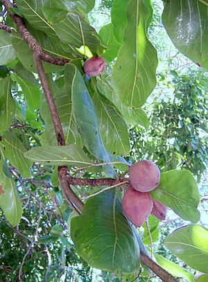 Archivo:Terminalia catappa fruits