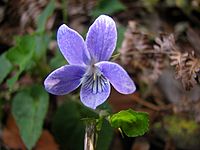 Violeta de Anaga (Viola anagae Gilli) 2