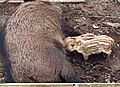 Wildsau mit Frischling