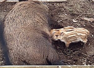 Archivo:Wildsau mit Frischling