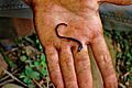 Worm Salamander (5702178730) (2)