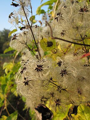 Archivo:20121023Clematis vitalba Schleiwiese2