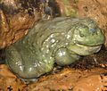African Bullfrog 2