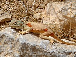 Agama2 ST.jpg