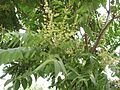 AilanthusAltissimaFlower2