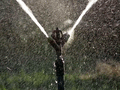An Irrigation sprinkler watering a garden