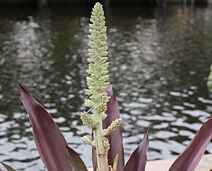 Archivo:Androlepis skinneri 20091211