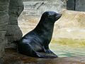Arctocephalus australis 2