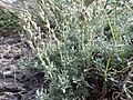 Artemisia pedatifida — Matt Lavin 012