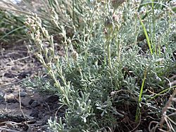 Artemisia pedatifida — Matt Lavin 012.jpg