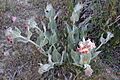 Asclepias sp. (Marshal Hedin)