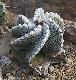 Archivo:Astrophytum myriostigma, Jardín Botánico de Múnich, Alemania, 2013-01-27, DD 01