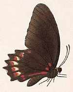 Archivo:BCA – Mimoides ilus branchus2