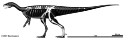 Archivo:Bagualosaurus agudoensis