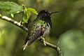 Black-bellied Hummingbird - La Paz - Costa Rica MG 2167 (26086455573)