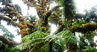 Bosque nuboso en Isla del Coco