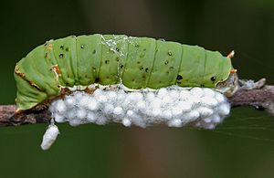 Archivo:Braconid parasitoid wasp Apanteles sp eggs & Lime Butterfly (Papilio demoleus) cat W IMG 2862