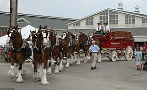 Archivo:Budweiser-team aug2009