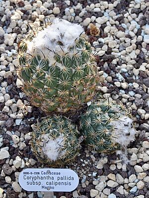 Archivo:Cactaceae Coryphantha pallida calipensis 1