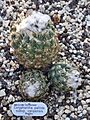 Cactaceae Coryphantha pallida calipensis 1