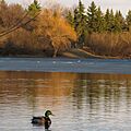 Canard Duck at Spring, Wascana Lake, Regina, Saskatchewan (2420469628)