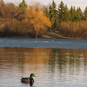 Archivo:Canard Duck at Spring, Wascana Lake, Regina, Saskatchewan (2420469628)