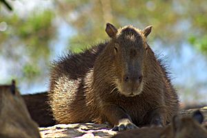 Archivo:Capybara - Chigüire (Hydrochoerus hydrochaeris) (8578160737)