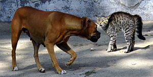 Archivo:Cat and dog standoff (3926784260)