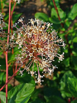 Archivo:Ceanothus americanus 003