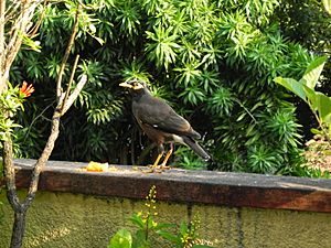 Archivo:CommonMynah1-aw6789