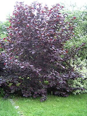 Archivo:Corylus maxima 'Purpurea' 01