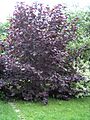 Corylus maxima 'Purpurea' 01