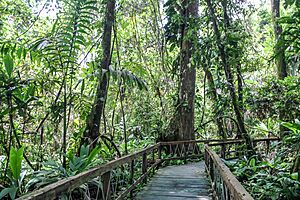 Archivo:Costa Rica, Limón, Veragua Rainforest (corduroy road)