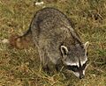 Cozumel Raccoon2