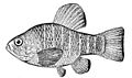 Cyprinodon variegatus variegatus