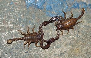 Archivo:Dancing scorpions-66970ep