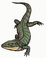 Dendrerpeton DB