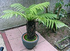 Dicksonia antarctica Cultivated GardenEngland.jpg