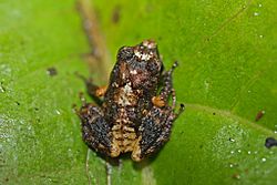 Eastern Cuba Grass Frog (Eleutherodactylus feichtingeri) (8572426968).jpg