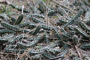 Archivo:Echinocereus berlandieri 2