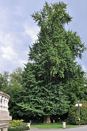 Archivo:EecherplazGinkgo06