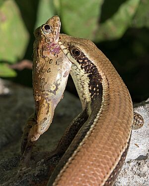 Archivo:Eutropis (skink) eating a frog